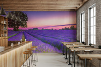 Serene lavender field mural with warm golden hues from sunset.

