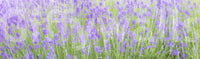Serene springtime view, Field Dream nature-inspired wall mural.