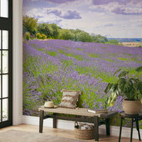 A close-up of the delicate flowers and purple colors.

