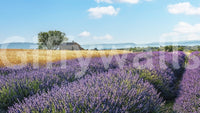Elegant lavender field mural with soft purple wallpaper appearance
