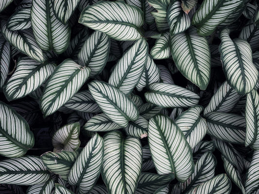 Green White Leaves Wallpaper Mural