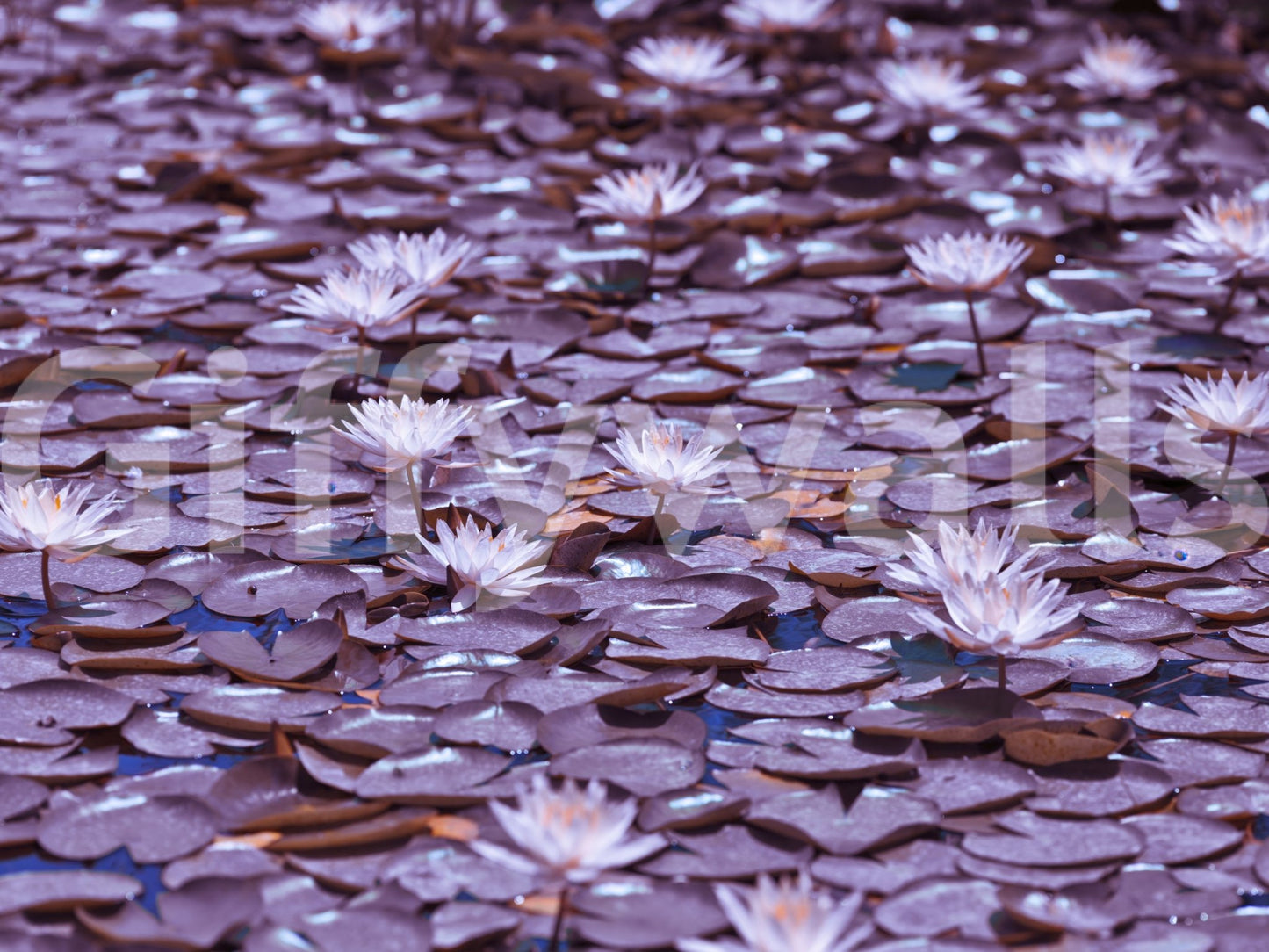 Lilac Lotus Pond Wall Mural