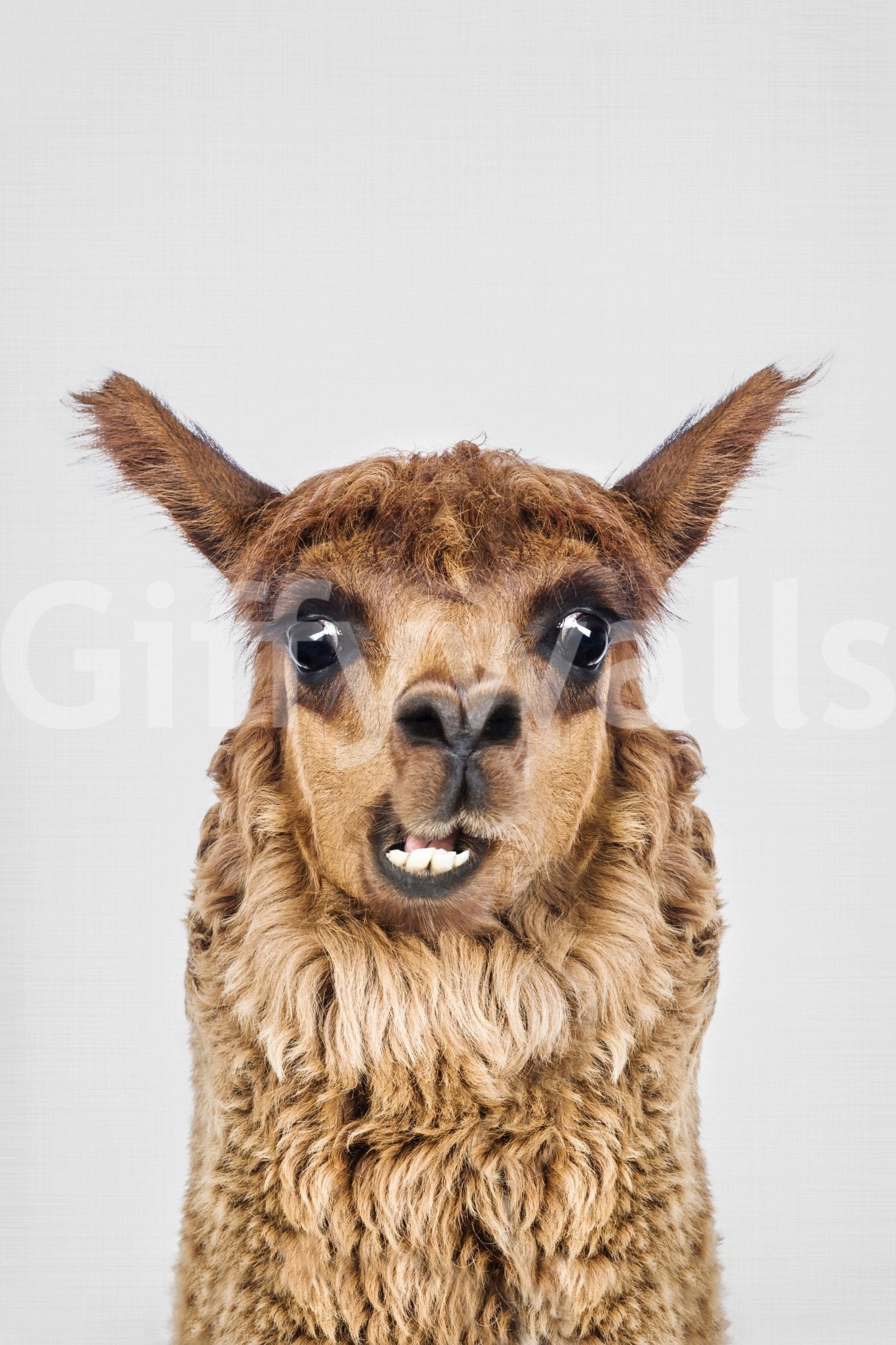 Focus on the llama's face, eyes, and expressive mouth.

