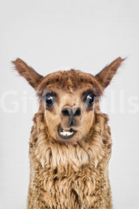 Focus on the llama's face, eyes, and expressive mouth.

