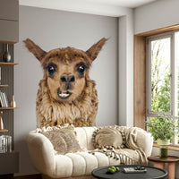 Natural colors of llama fur and background.

