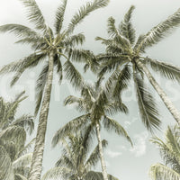 Lovely Palm Trees mural adding coastal charm to walls

