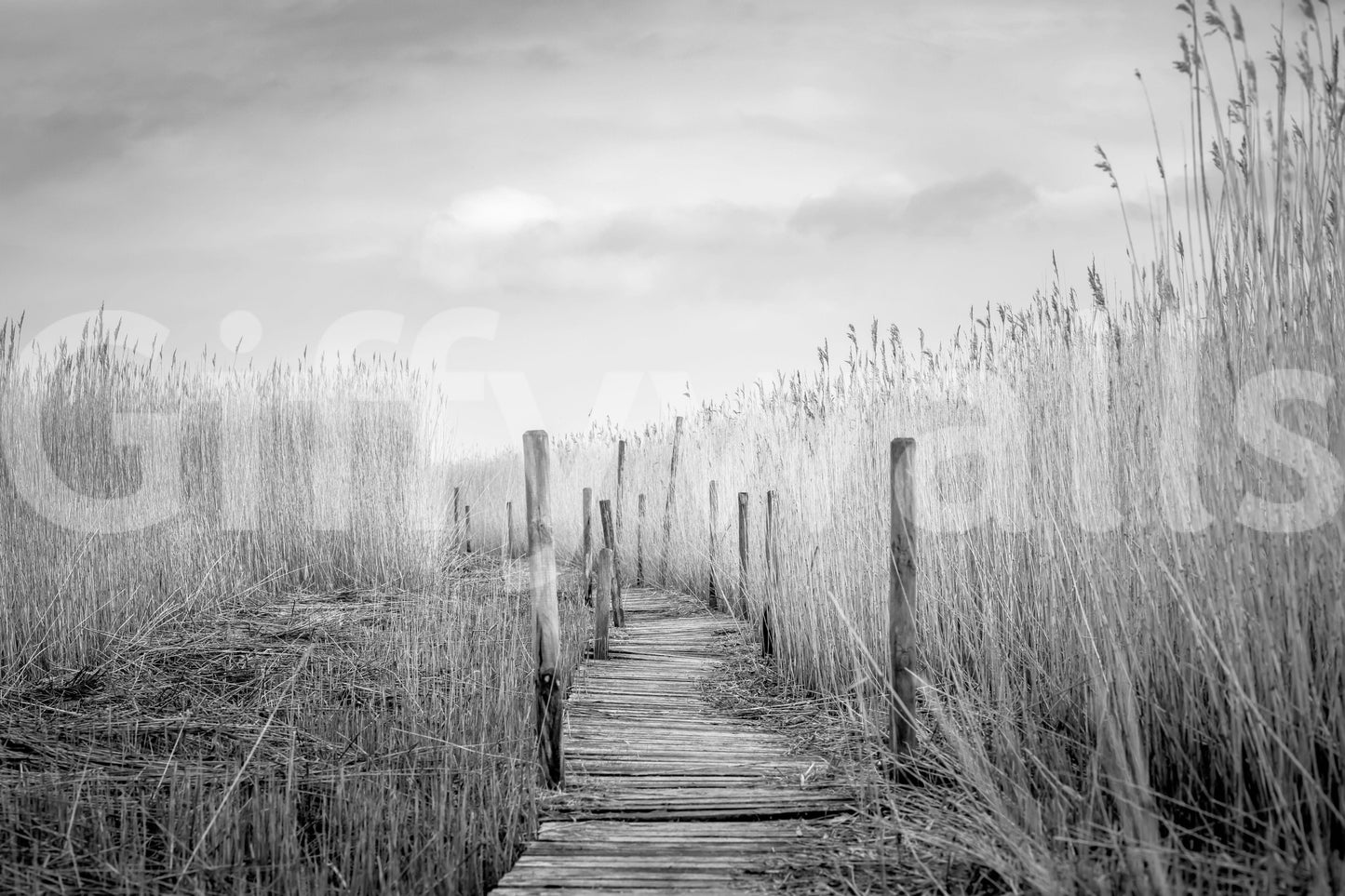 Monochrome Marsh Path Wall Mural -2487649