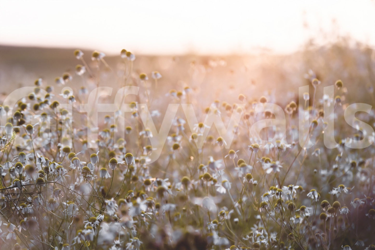 Bold scenic pattern Meadow Bloom Sunset for walls.