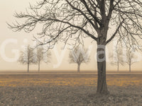 Misty Countryside Wall Mural