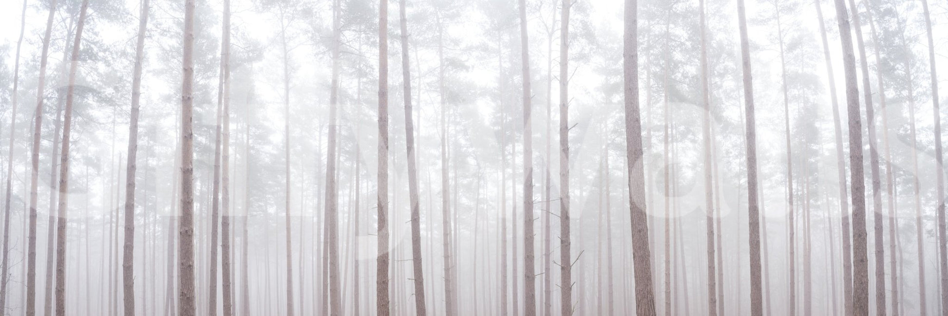 Gentle forest wallpaper with vertical composition

