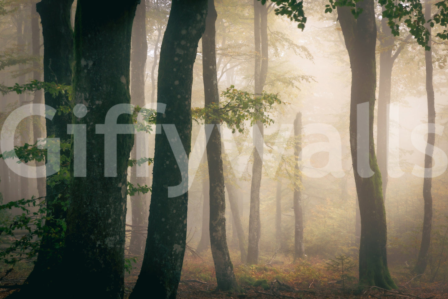 Bedroom wallpaper Tranquil Grove, cool forest interior, immersive misty landscape.