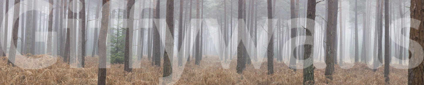 Misty Woodland Escape Wall Mural