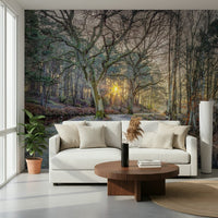 Misty Woodland Glare Wall Mural