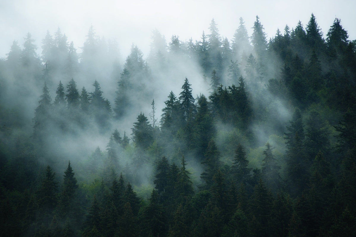 Green Tree Foggy Forest Jungle Wallpaper Murals in your room — zoomed