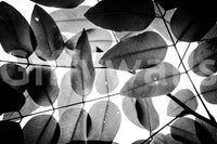 A high-quality minimalist wall mural for walls.


