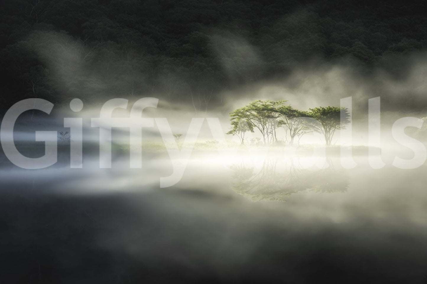 Monochrome Woodland Veil mural showing moody woods in a dreamlike setting.