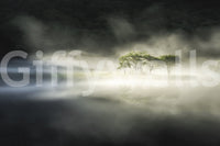 Monochrome Woodland Veil mural showing moody woods in a dreamlike setting.