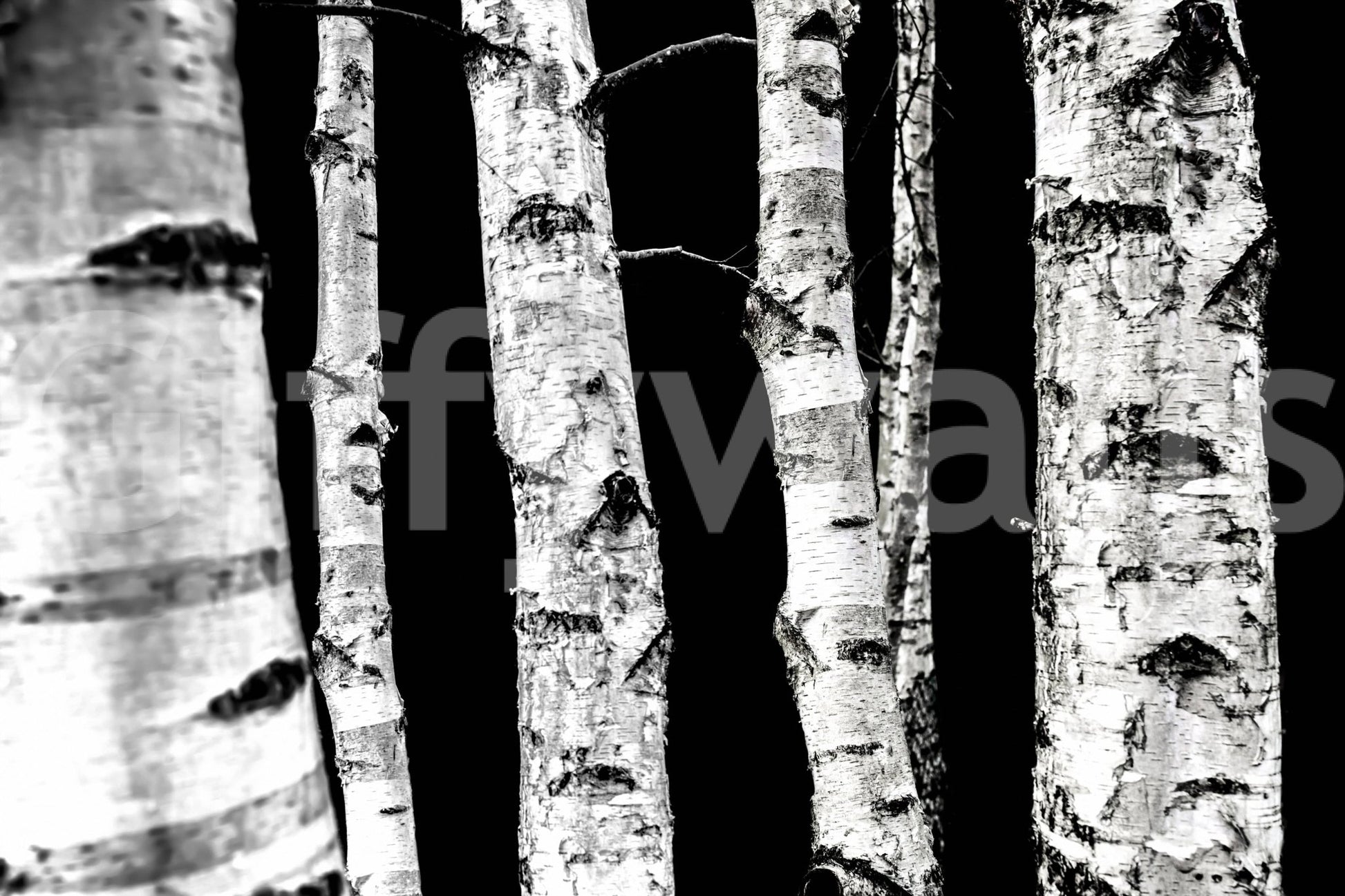 Striking vertical lines wallpaper Monochrome Woods birch design.