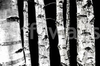 Striking vertical lines wallpaper Monochrome Woods birch design.