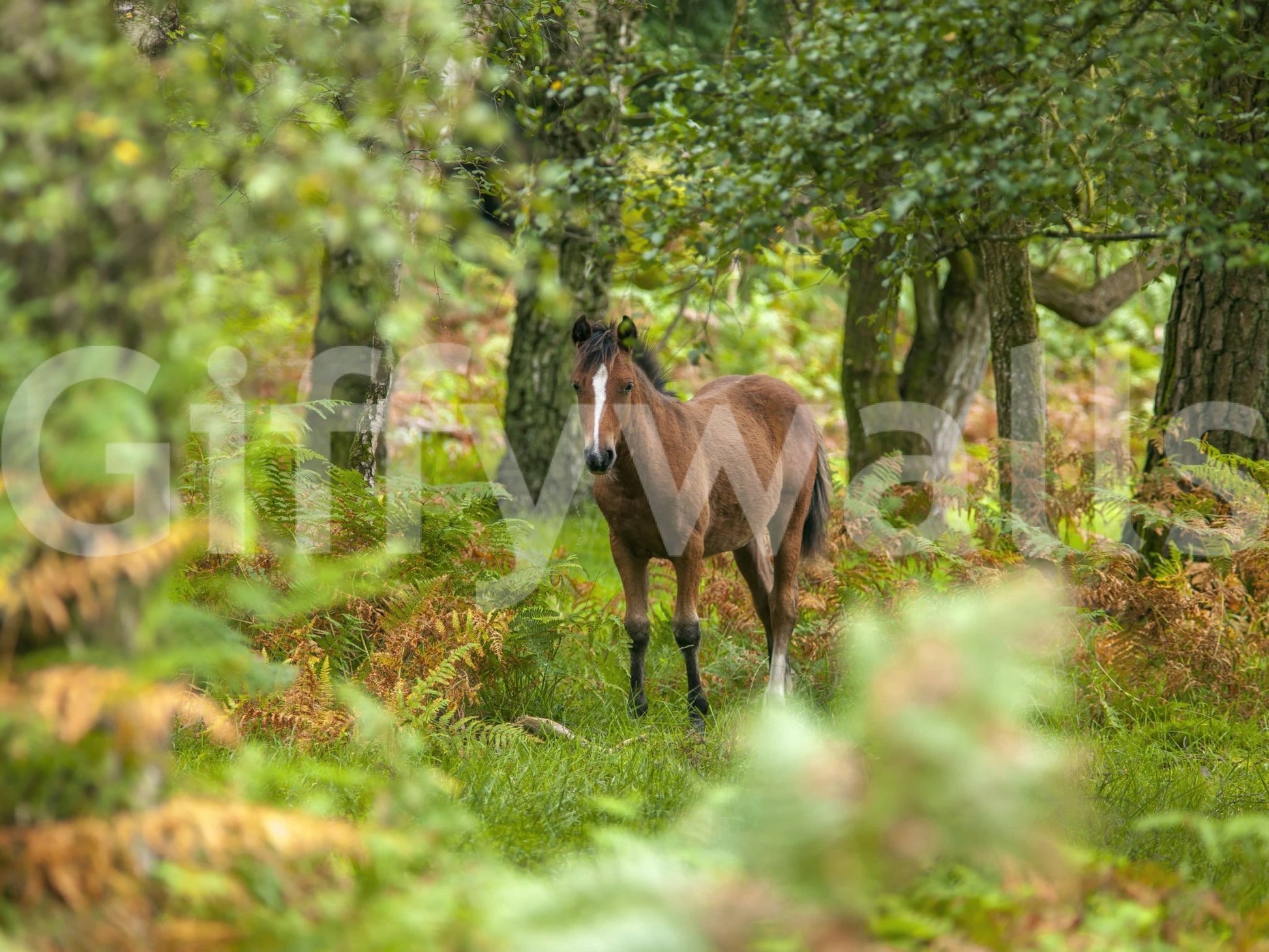 Close up of wild horse in forest wall view