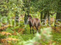 Close up of wild horse in forest wall view