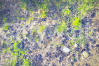 The visual effect is similar to looking directly down at a healthy lawn.

