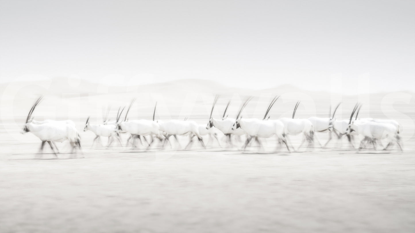 Oryx Mirage wallpaper mural close-up of a herd of white horned oryx crossing a pale hazy desert