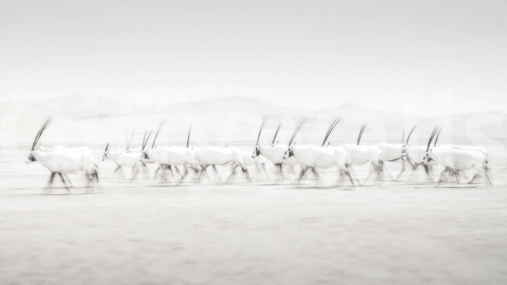 Oryx Mirage wallpaper mural close-up of a herd of white horned oryx crossing a pale hazy desert