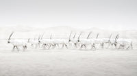 Oryx Mirage wallpaper mural close-up of a herd of white horned oryx crossing a pale hazy desert