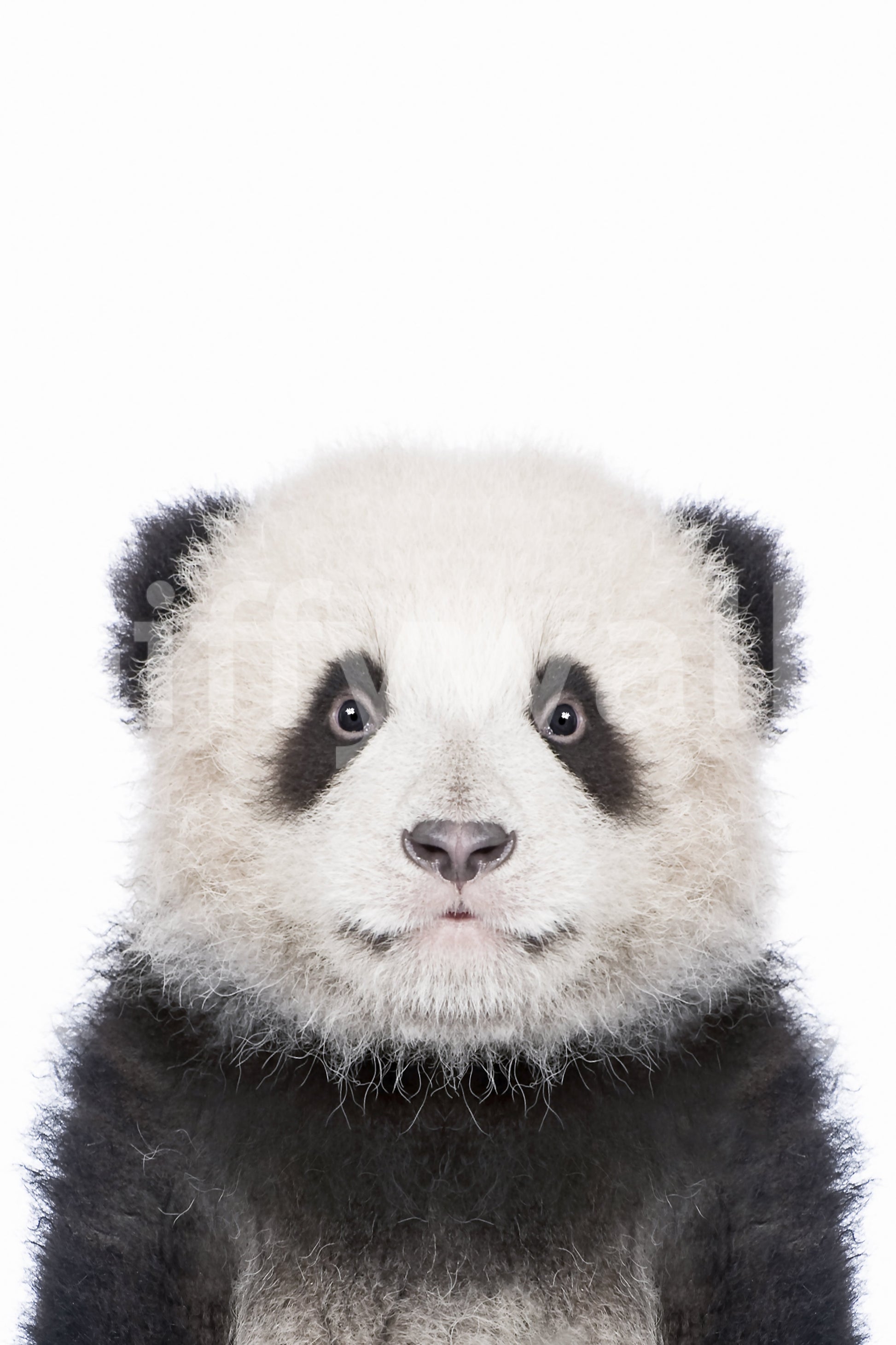 Peaceful panda wall mural for cozy interiors

