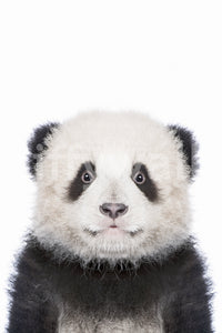 Peaceful panda wall mural for cozy interiors

