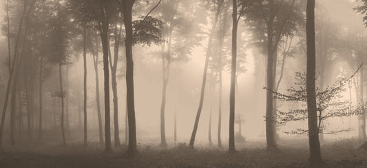 Spooky Haunted Halloween Foggy Forest Wallpaper Mural