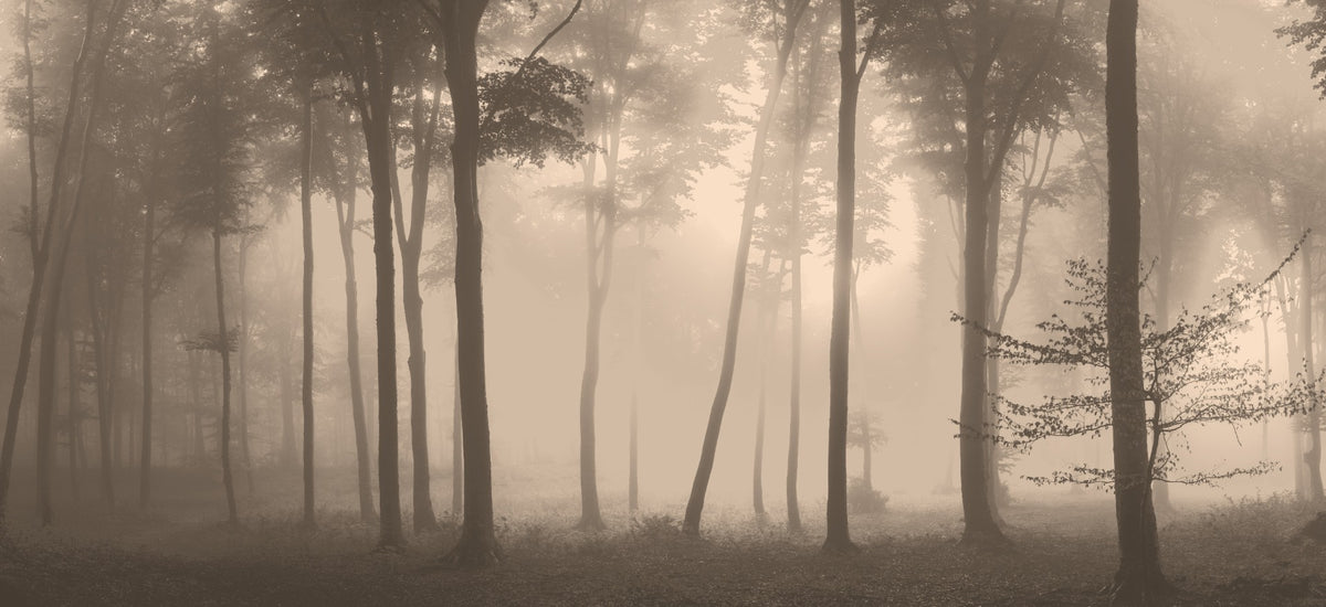 Spooky Haunted Halloween Foggy Forest Wallpaper Mural in your room — zoomed