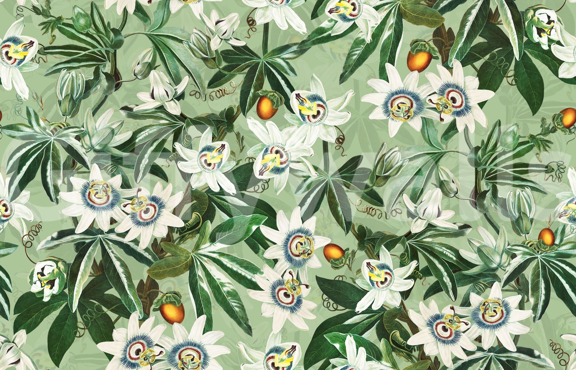 Passionflower Paradise wallpaper mural with detailed vines and exotic blooms.

