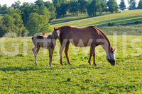 Pastoral Equine Duo Wall Mural