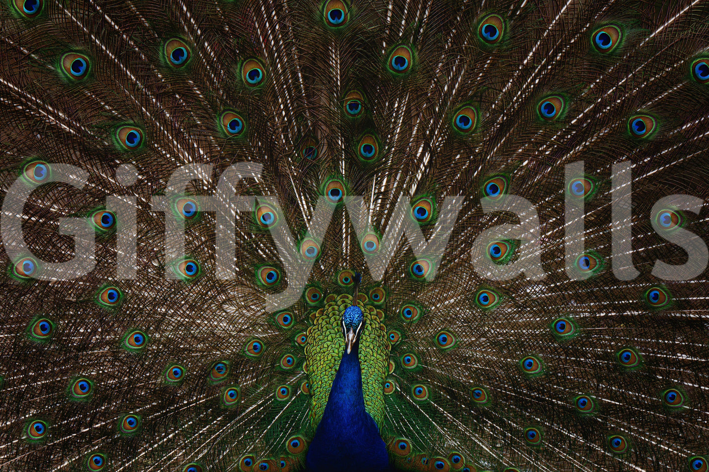 Peacock Pride Wall Mural -2533418