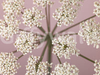 Custom size wallpaper with a large-scale floral print for homes.