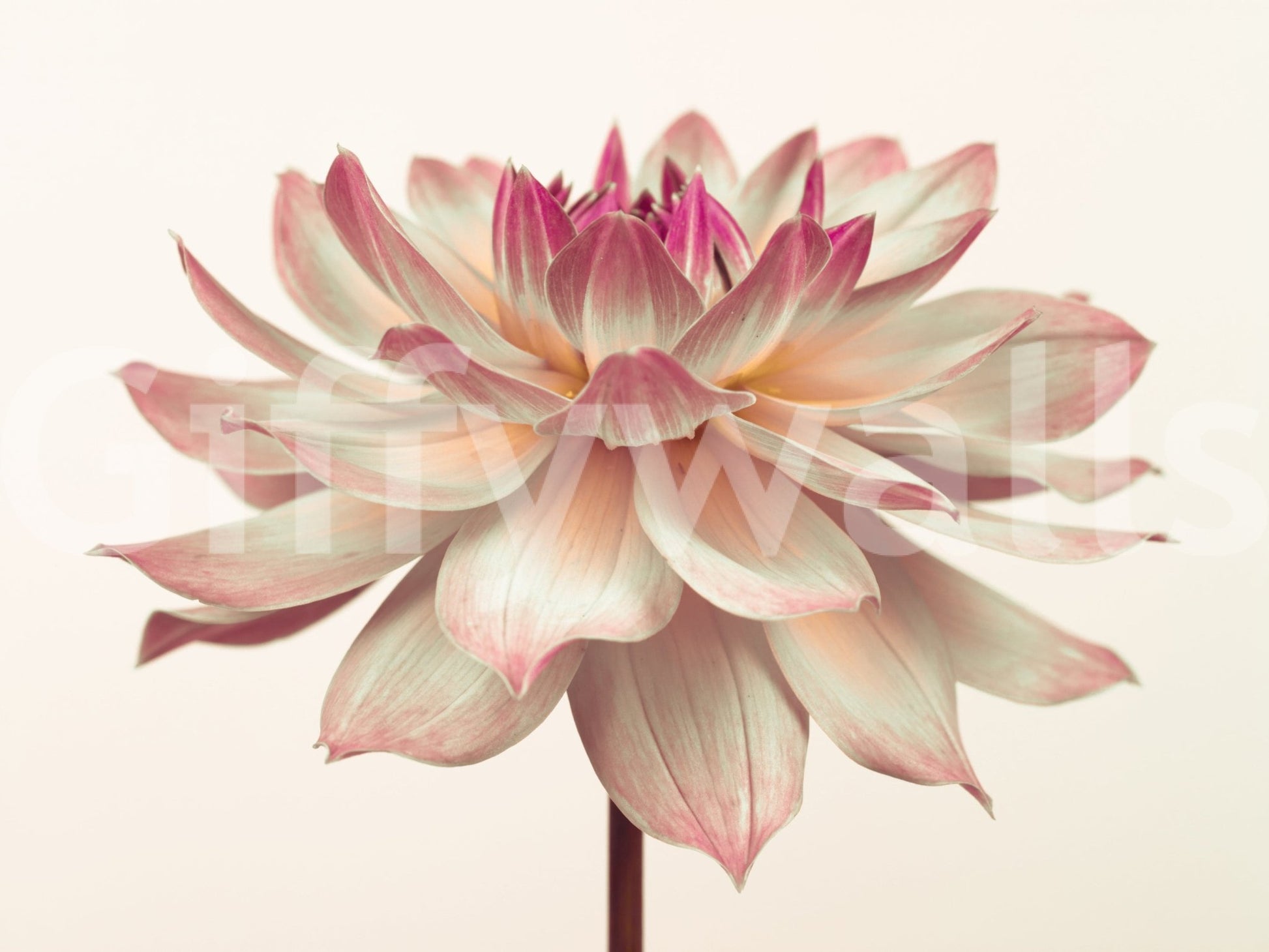 Soft pink dahlia wall mural in close-up view