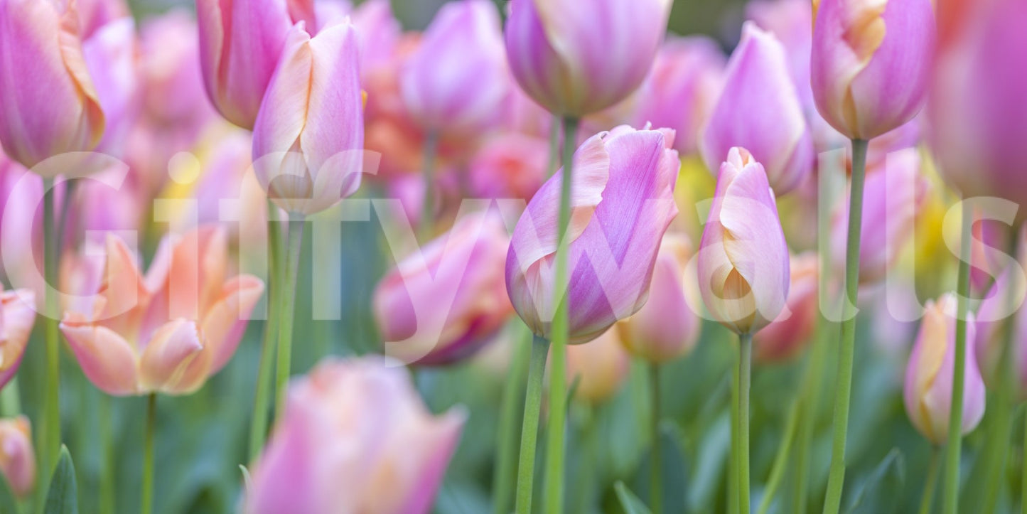 The wallpaper features a subtle, calming pattern.

