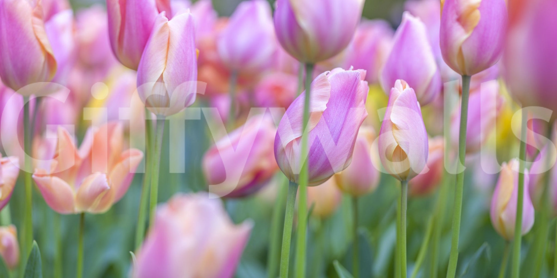 The wallpaper features a subtle, calming pattern.

