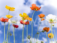 Incredible Blue Sky Bouquet premium mural pattern of happy poppy heads.