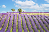 Provence Dreams Wall Mural