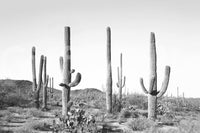 Bold and graphic visual.

