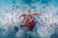 Sea Turtle Serenity Wall Mural -2523878