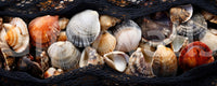 Coastal Treasures Wall Mural -2551573