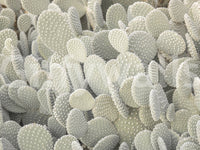 Serene Cactus Cluster Wall Mural