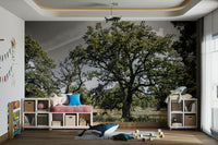 Calm tree wallpaper for walls
