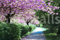 Bloom-filled walkway wallpaper design
