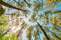 Nature wall mural in entryway, upward trees view, modern wall decor