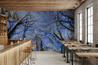 Skyward View: Abstract Tree Canopy Art Print Wall Mural